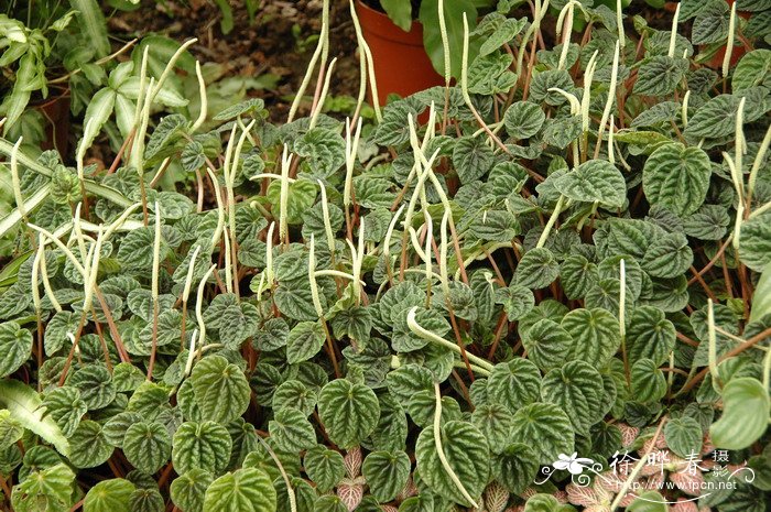 皱叶椒草Peperomia caperata 皱叶椒草Peperomia caperata