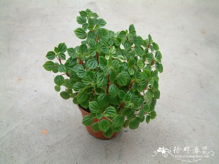 皱叶椒草Peperomia caperata