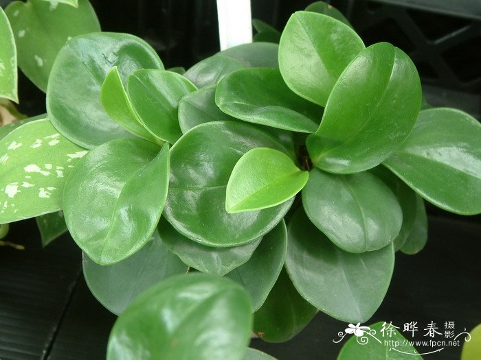 圆叶椒草Peperomia obtusifolia