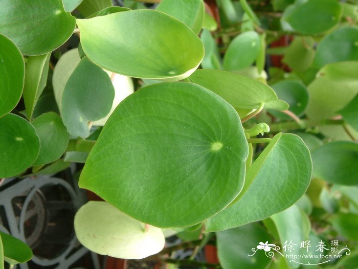 荷叶椒草Peperomia polybotrya 荷叶椒草Peperomia polybotrya