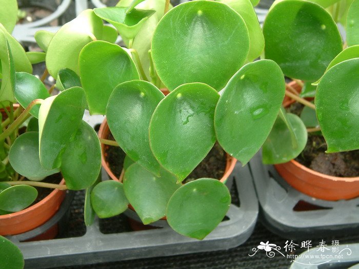 荷叶椒草Peperomia polybotrya