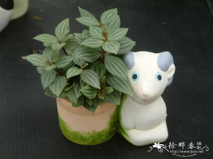 白脉椒草Peperomia tetragona 白脉椒草Peperomia tetragona