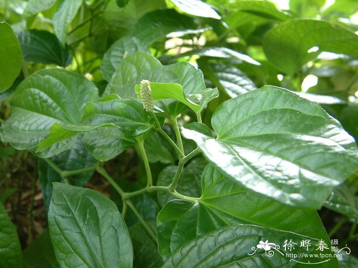 荜茇Piper longum 荜茇Piper longum