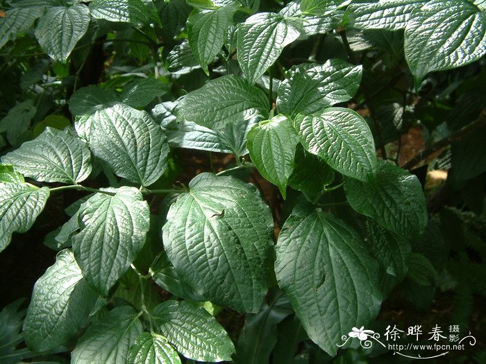 齐头绒Zippelia begoniaefolia