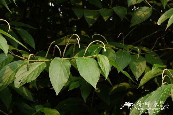 树胡椒Piper aduncum 树胡椒Piper aduncum