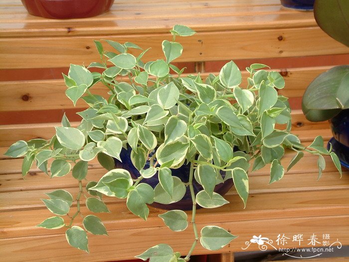 斑叶垂椒草Peperomia serpens ‘Variegata’ 斑叶垂椒草Peperomia serpens ‘Variegata’