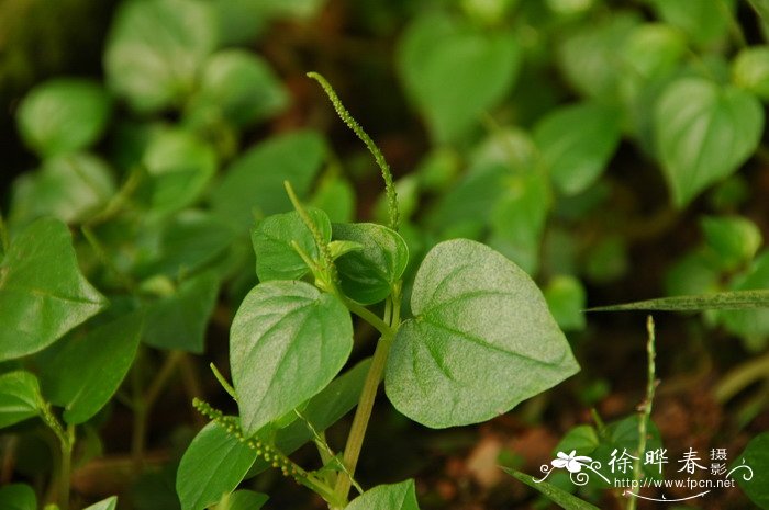 草胡椒Peperomia pellucida