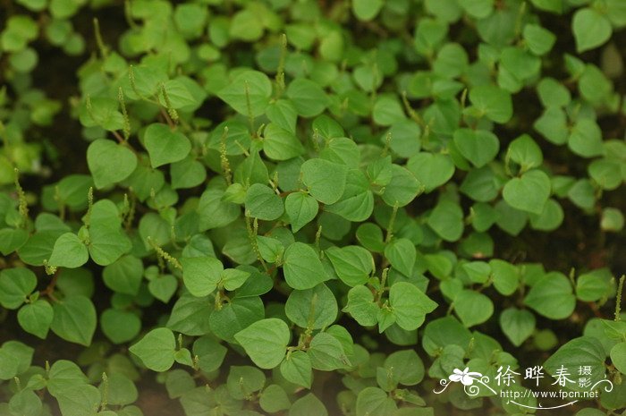 草胡椒Peperomia pellucida