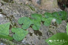 华南胡椒Piper austrosinense