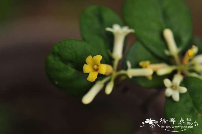 聚花海桐Pittosporum balansae 聚花海桐Pittosporum balansae