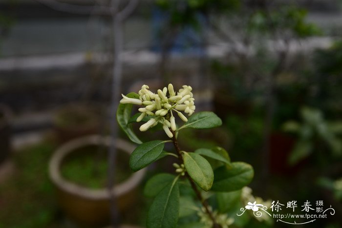 聚花海桐Pittosporum balansae 聚花海桐Pittosporum balansae