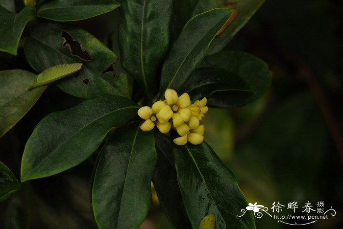 光叶海桐Pittosporum glabratum