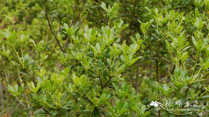 异叶海桐Pittosporum heterophyllum 异叶海桐Pittosporum heterophyllum