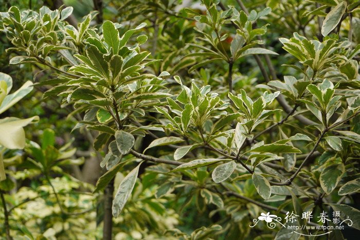 花叶兰屿海桐Pittosporum moluccanum cv. 花叶兰屿海桐Pittosporum moluccanum cv.