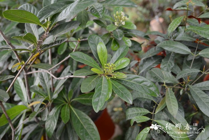 兰屿海桐Pittosporum moluccanum 兰屿海桐Pittosporum moluccanum