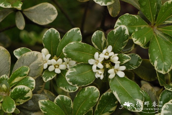 花叶海桐Pittosporum tobira ‘variegatum’ 花叶海桐Pittosporum tobira ‘variegatum’