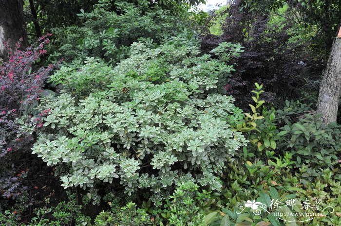 花叶海桐Pittosporum tobira ‘variegatum’ 花叶海桐Pittosporum tobira ‘variegatum’