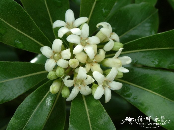 海桐Pittosporum tobira 海桐Pittosporum tobira