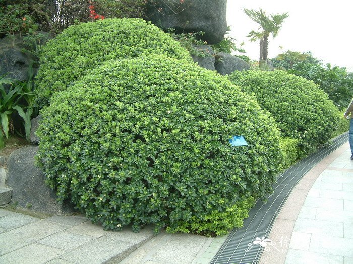 海桐Pittosporum tobira 海桐Pittosporum tobira