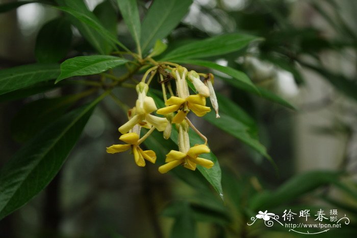 黄花海桐Hymenosporum flavum 黄花海桐Hymenosporum flavum