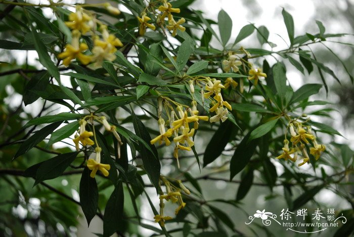 黄花海桐Hymenosporum flavum 黄花海桐Hymenosporum flavum