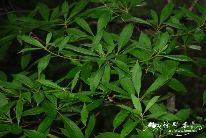 黄花海桐Hymenosporum flavum 黄花海桐Hymenosporum flavum