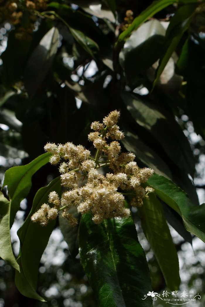 圆锥海桐Pittosporum paniculiferum 圆锥海桐Pittosporum paniculiferum