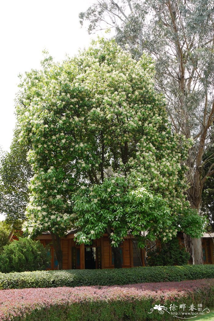 圆锥海桐Pittosporum paniculiferum 圆锥海桐Pittosporum paniculiferum
