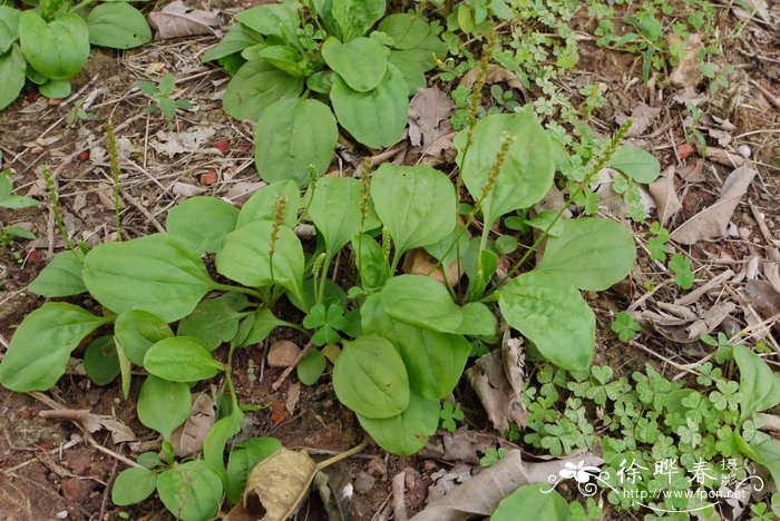 车前Plantago asiatica