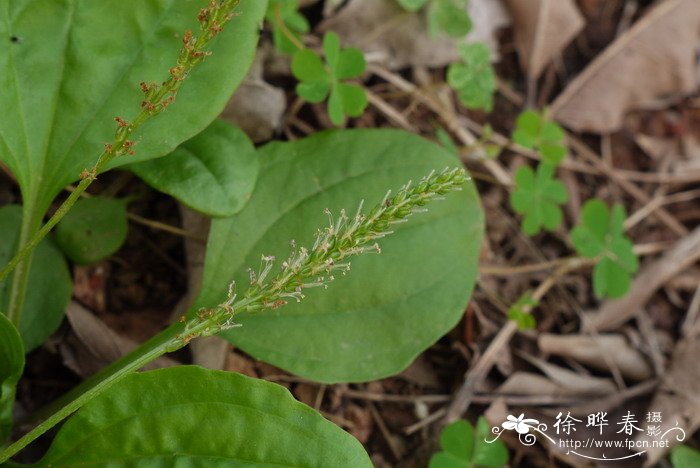 车前Plantago asiatica