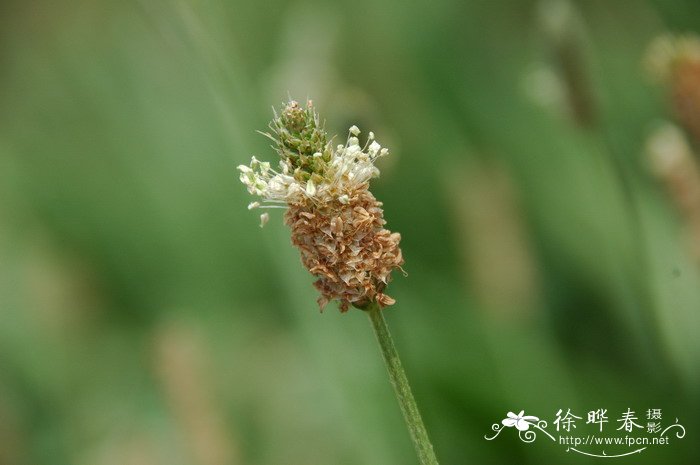 长叶车前Plantago lanceolata 长叶车前Plantago lanceolata