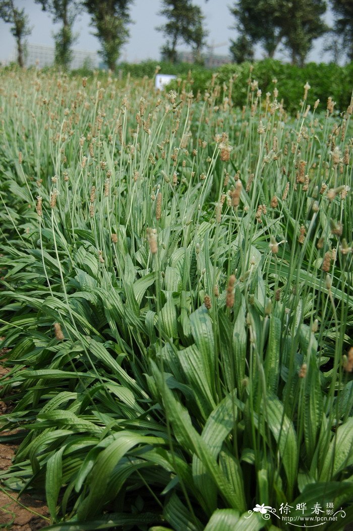 长叶车前Plantago lanceolata