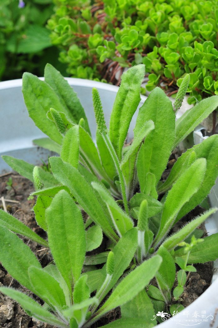 北美毛车前Plantago virginica