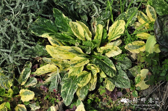 花叶车前Plantago major ‘Variegata’