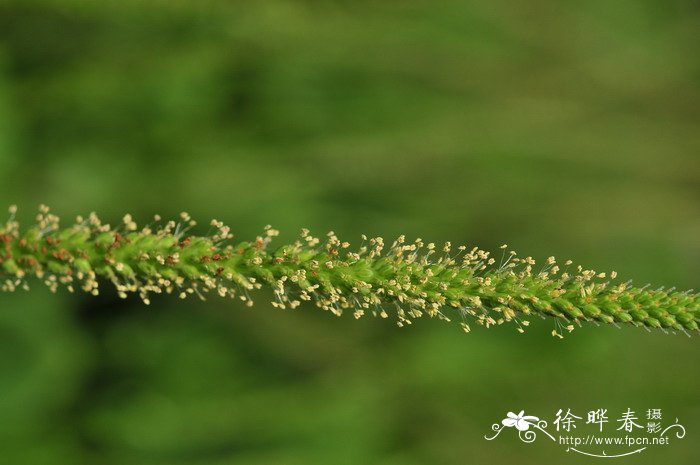 大车前Plantago major 大车前Plantago major
