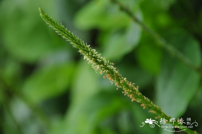 小车前Plantago minuta 小车前Plantago minuta