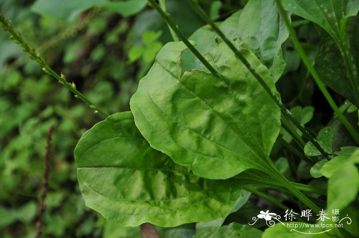 小车前Plantago minuta 小车前Plantago minuta