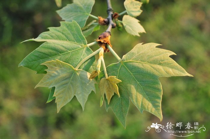 二球悬铃木Platanus acerifolia 二球悬铃木Platanus acerifolia