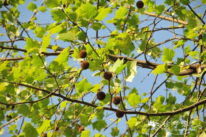 二球悬铃木Platanus acerifolia 二球悬铃木Platanus acerifolia