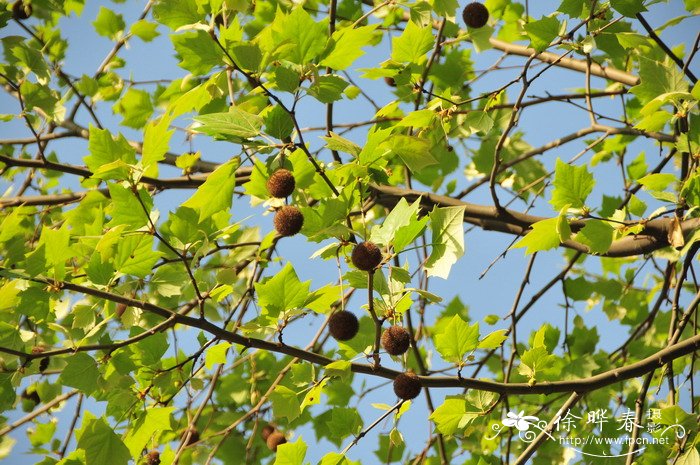 二球悬铃木Platanus acerifolia