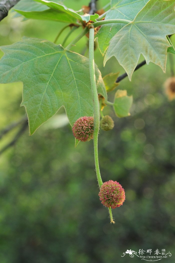 二球悬铃木Platanus acerifolia 二球悬铃木Platanus acerifolia