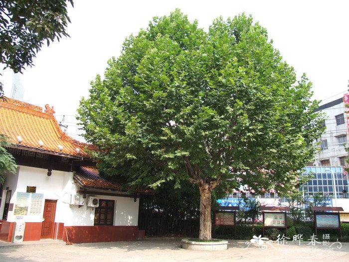 二球悬铃木Platanus acerifolia 二球悬铃木Platanus acerifolia