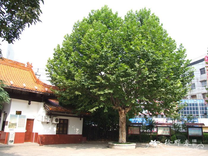 二球悬铃木Platanus acerifolia