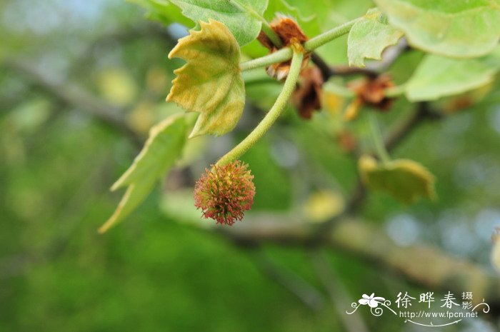 一球悬铃木Platanus occidentalis