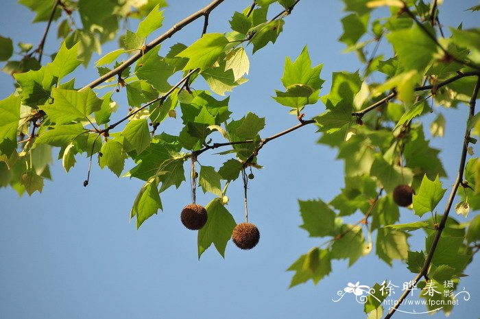 一球悬铃木Platanus occidentalis