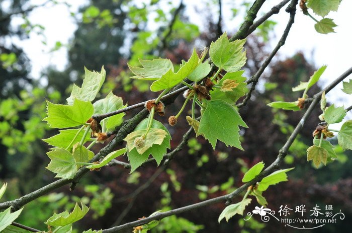 一球悬铃木Platanus occidentalis