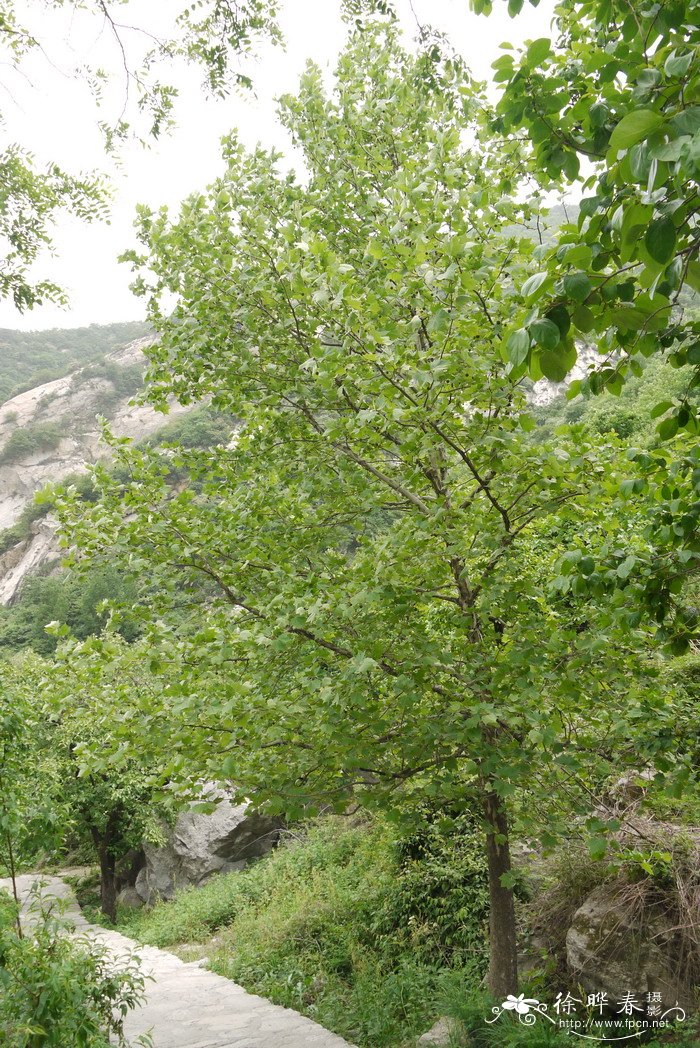 一球悬铃木Platanus occidentalis 一球悬铃木Platanus occidentalis