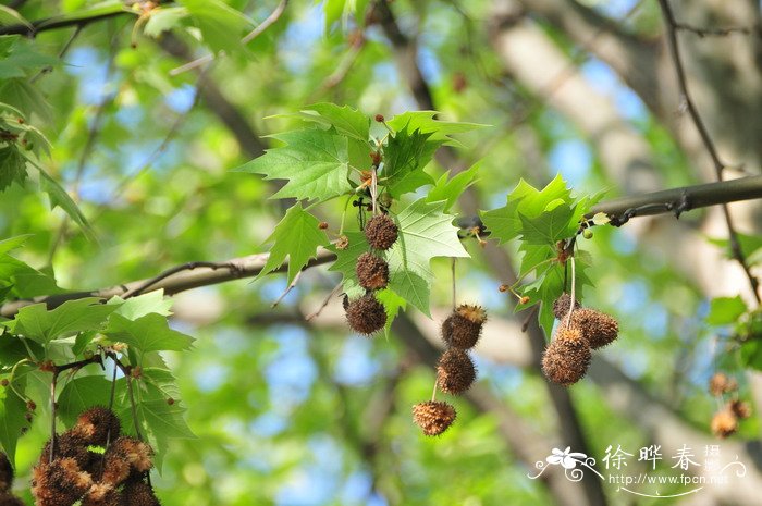 三球悬铃木Platanus orientalis 三球悬铃木Platanus orientalis