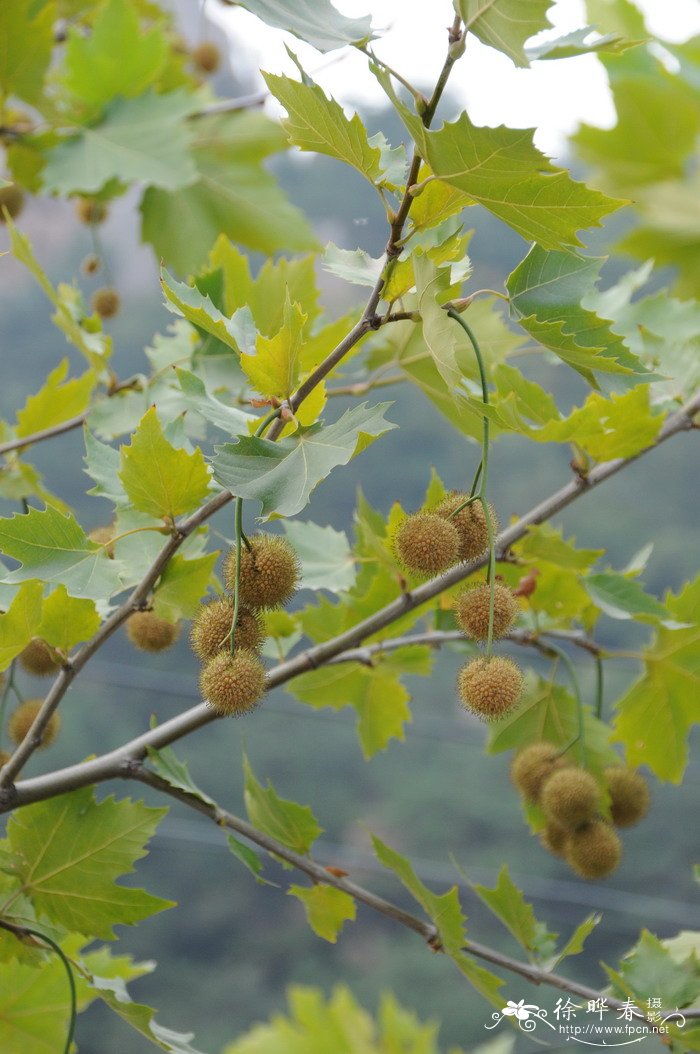 三球悬铃木Platanus orientalis