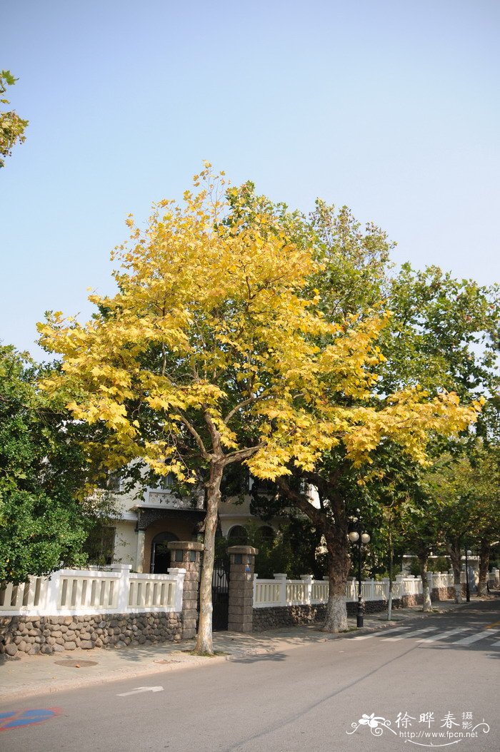 三球悬铃木Platanus orientalis